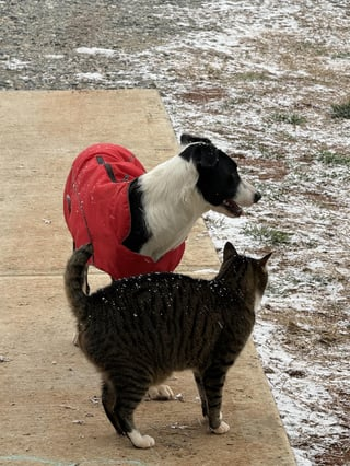 Cheezburger Image 10608661504