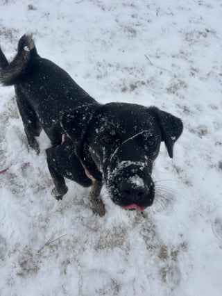 Cheezburger Image 10608661760