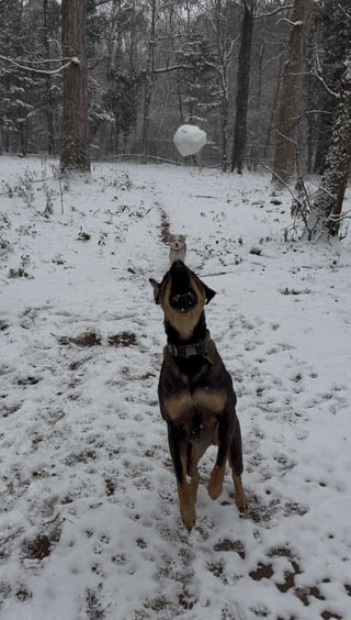 Cheezburger Image 10608662016