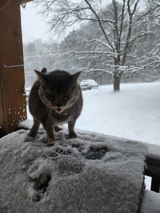 Cheezburger Image 10608662272