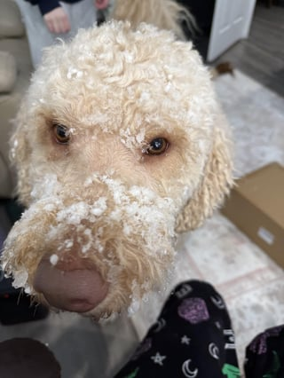 Cheezburger Image 10608662528