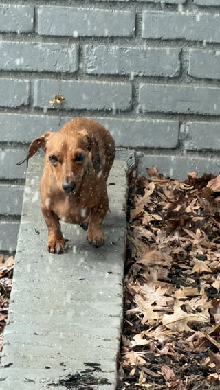 Cheezburger Image 10608663040