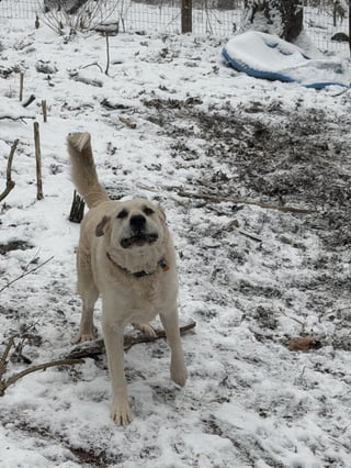 Cheezburger Image 10608663552