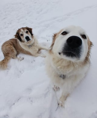 Cheezburger Image 10608664320