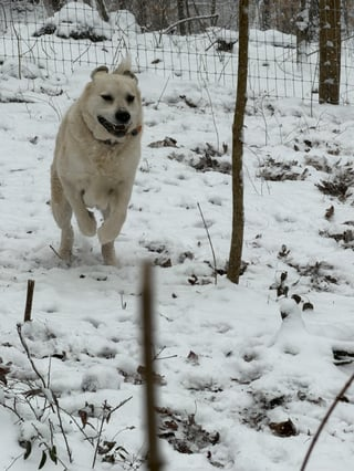 Cheezburger Image 10608665088