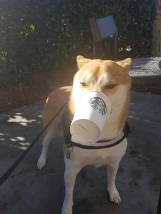 Cheezburger Image 10608666624