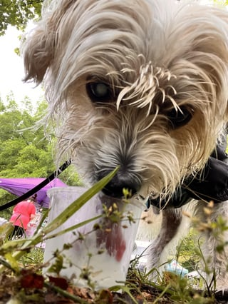 Cheezburger Image 10608667648