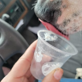 Cheezburger Image 10608668160