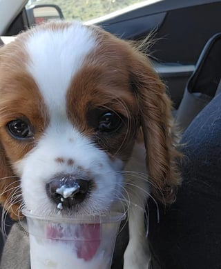 Cheezburger Image 10608668416