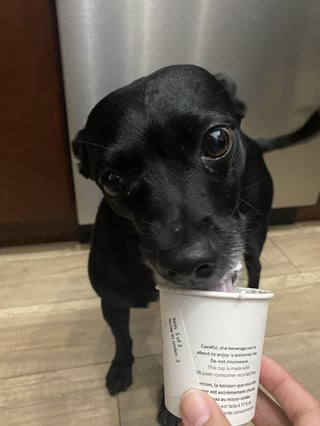 Cheezburger Image 10608668672