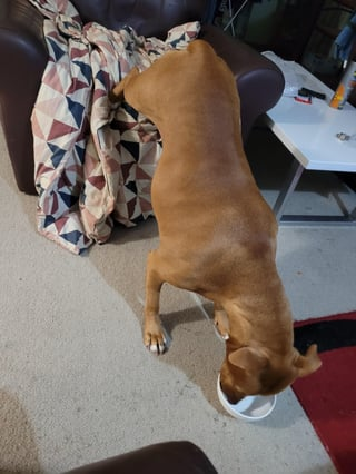 Cheezburger Image 10608669696