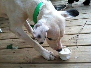 Cheezburger Image 10608669952