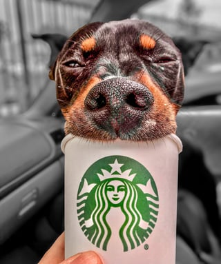 Cheezburger Image 10608670464