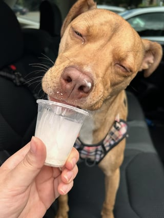 Cheezburger Image 10608670720