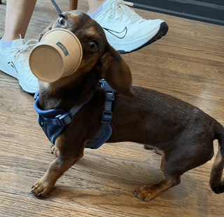 Cheezburger Image 10608670976