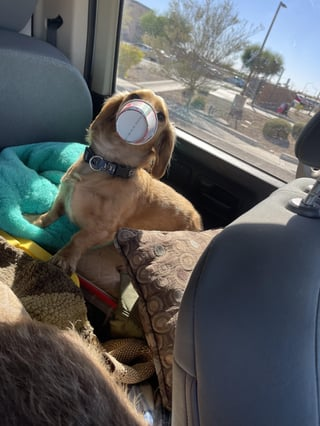 Cheezburger Image 10608671488