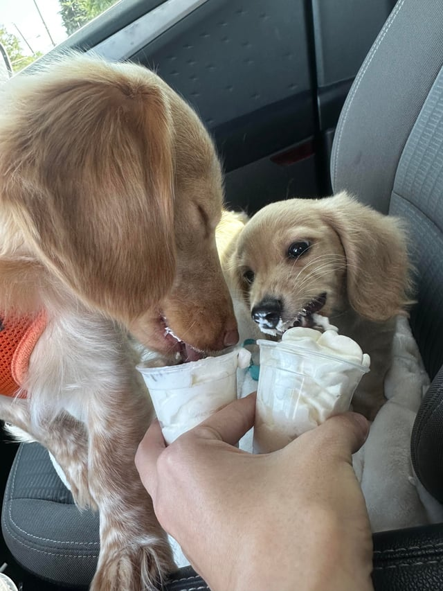 Cheezburger Image 10608671744