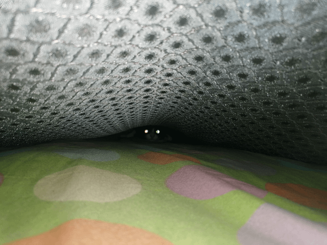 Cheezburger Image 10608711680