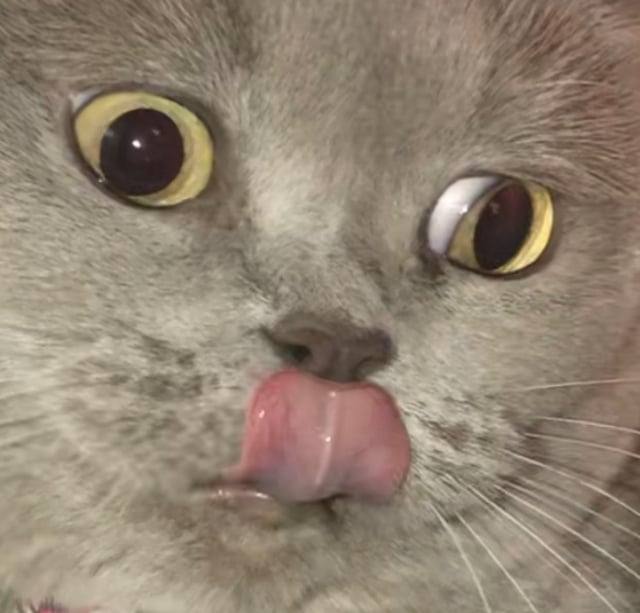 Cheezburger Image 10608711936