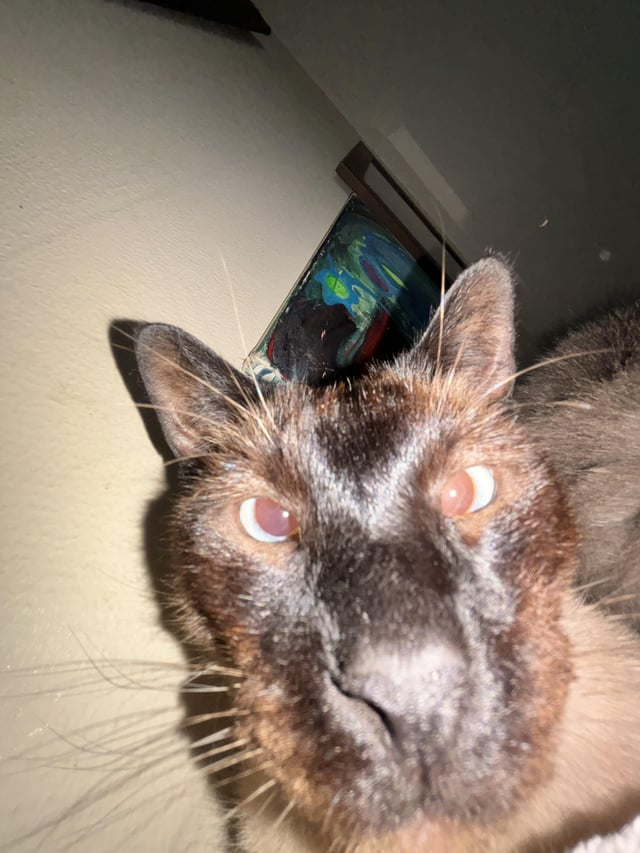 Cheezburger Image 10608713728