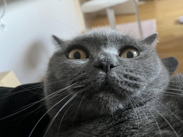 Cheezburger Image 10608714240