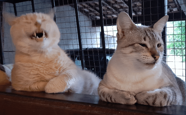 Cheezburger Image 10608714496