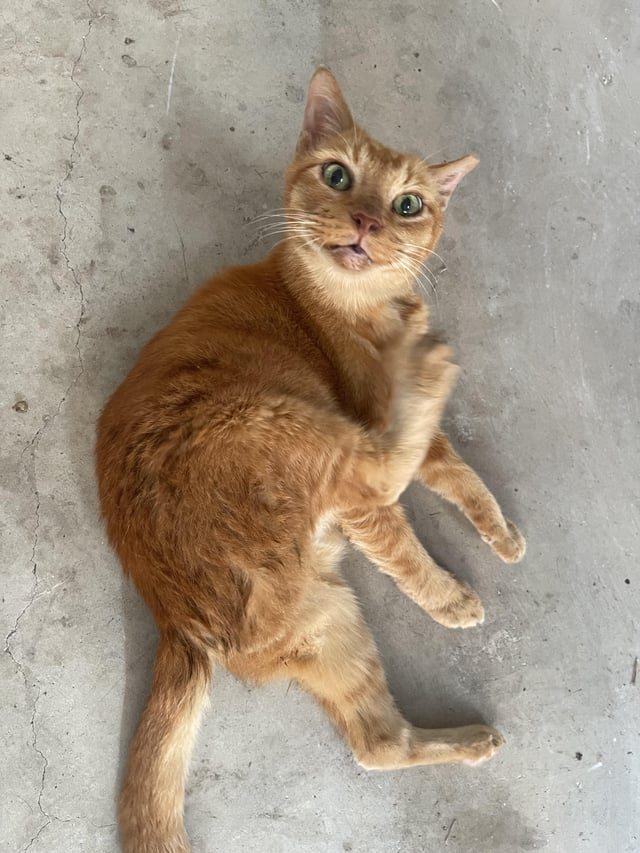 Cheezburger Image 10608714752