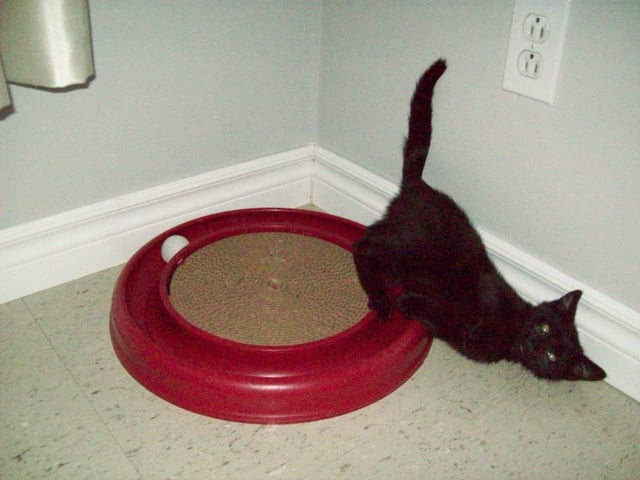 Cheezburger Image 10608715264