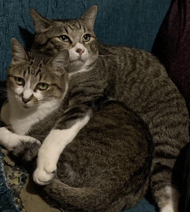 Cheezburger Image 10608715520