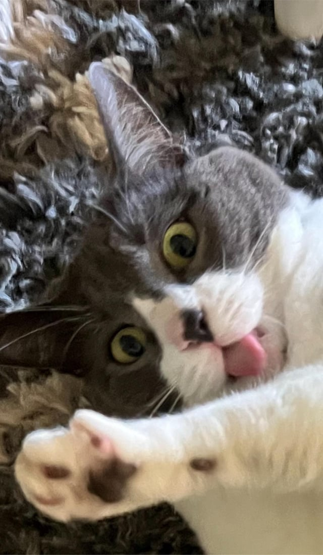 Cheezburger Image 10608715776