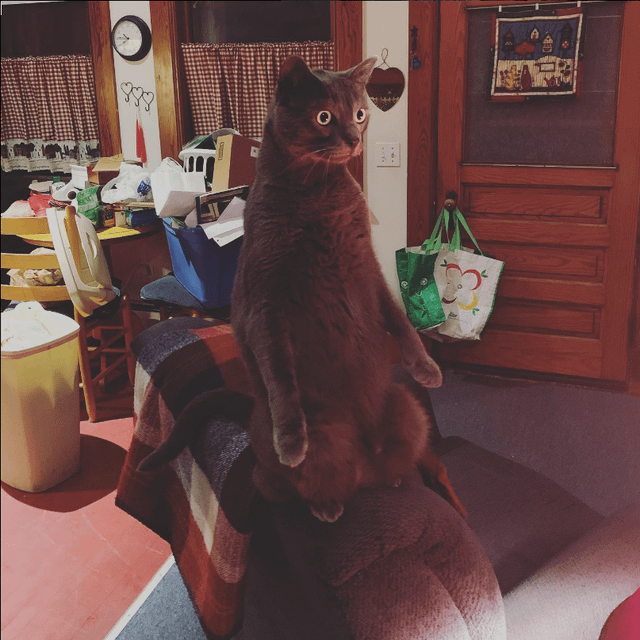 Cheezburger Image 10608716288