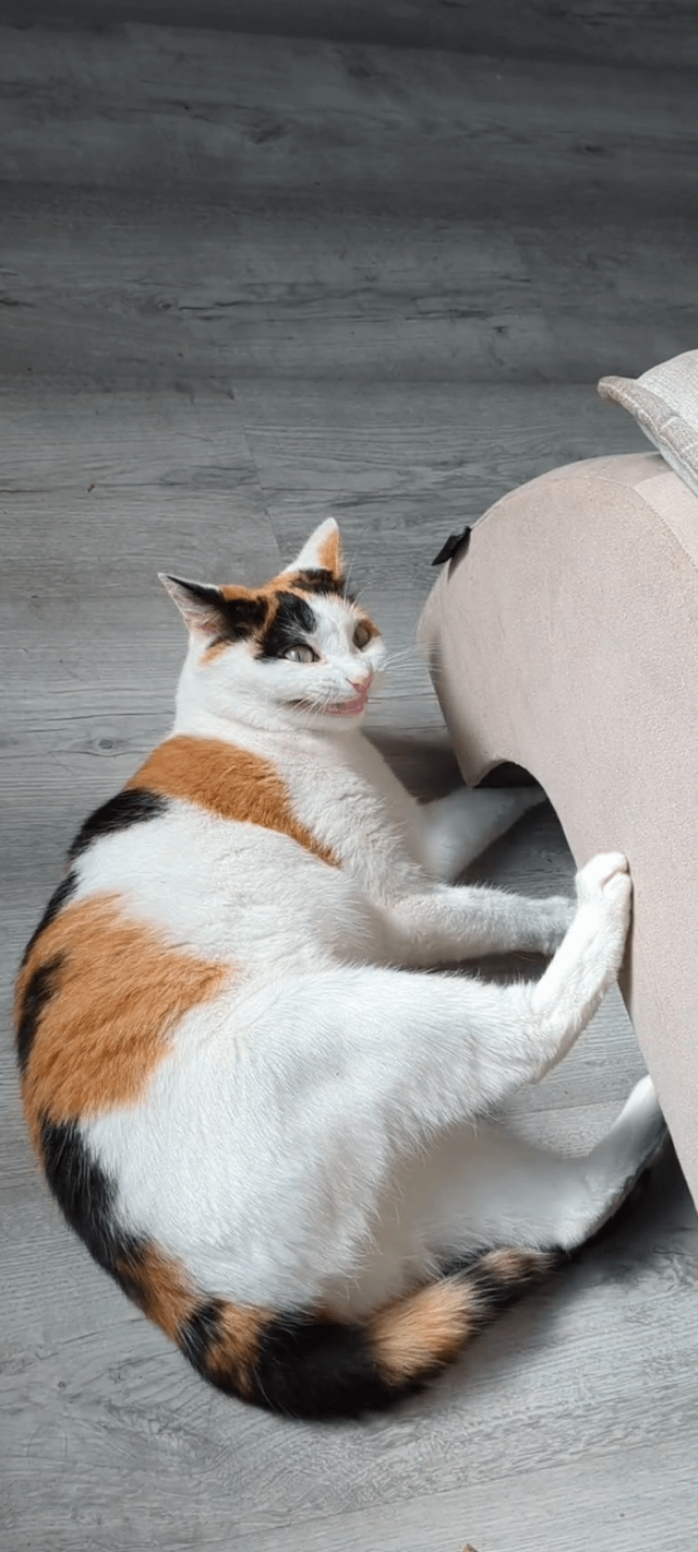 Cheezburger Image 10608716544