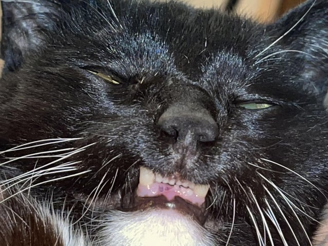 Cheezburger Image 10608716800