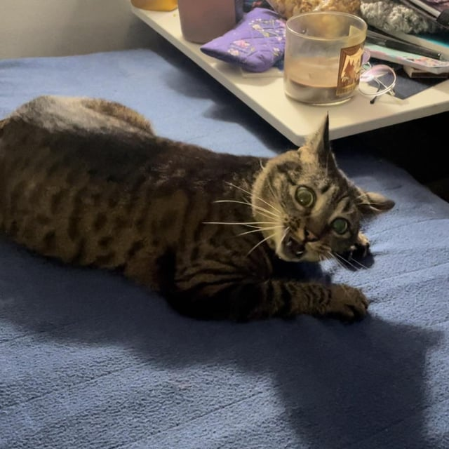 Cheezburger Image 10608717056