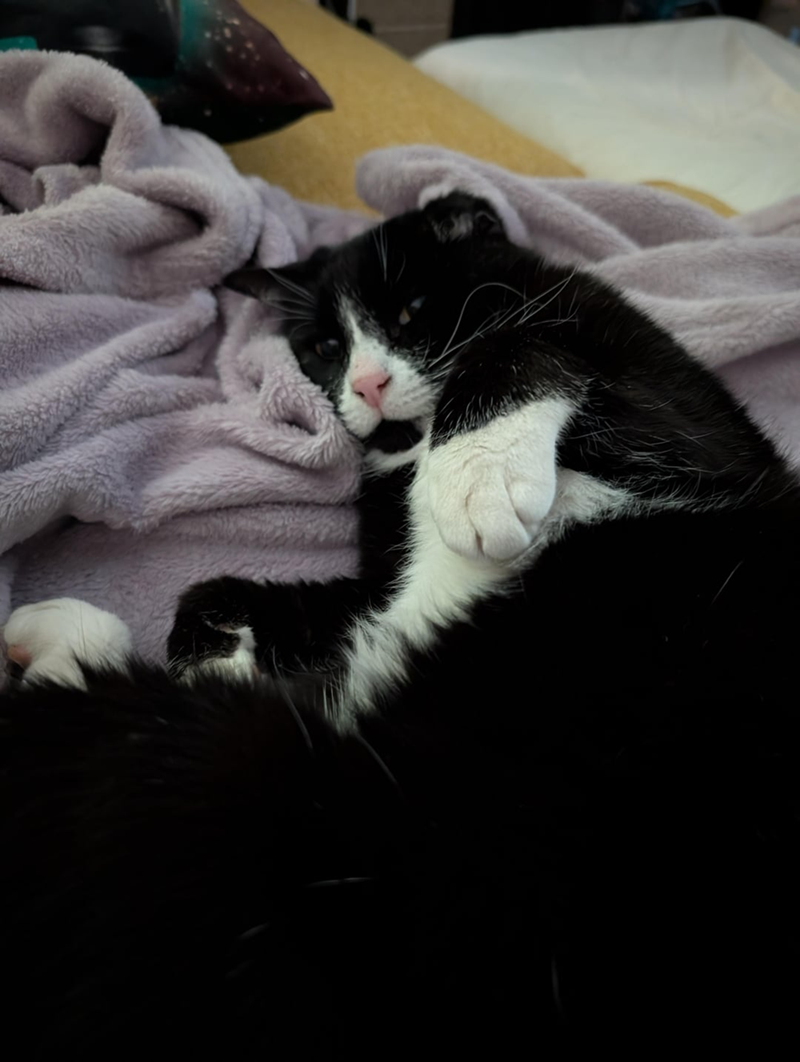 Cheezburger Image 10608722432