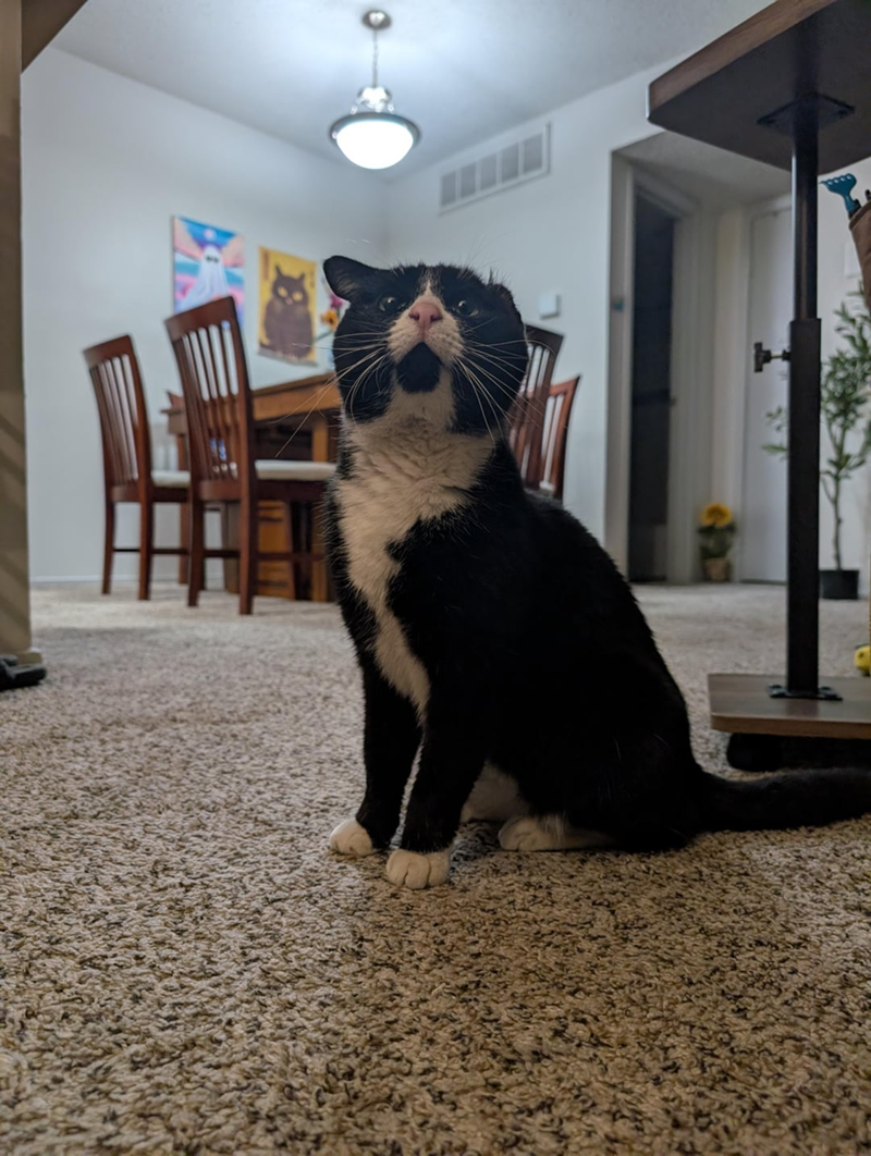 Cheezburger Image 10608722688