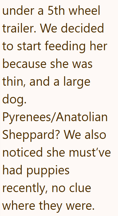 under a 5th wheel trailer. We decided to start feeding her because she was thin, and a large dog. Pyrenees/Anatolian Sheppard? We also noticed she must've had puppies recently, no clue where they were.