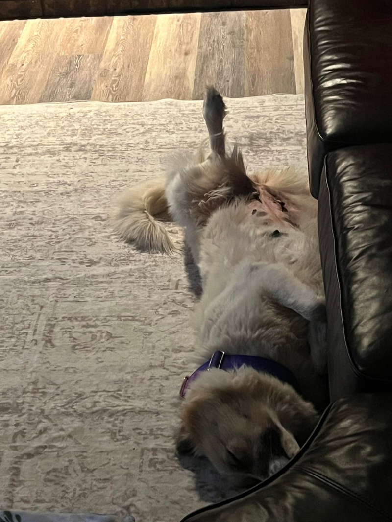 Cheezburger Image 10608738048