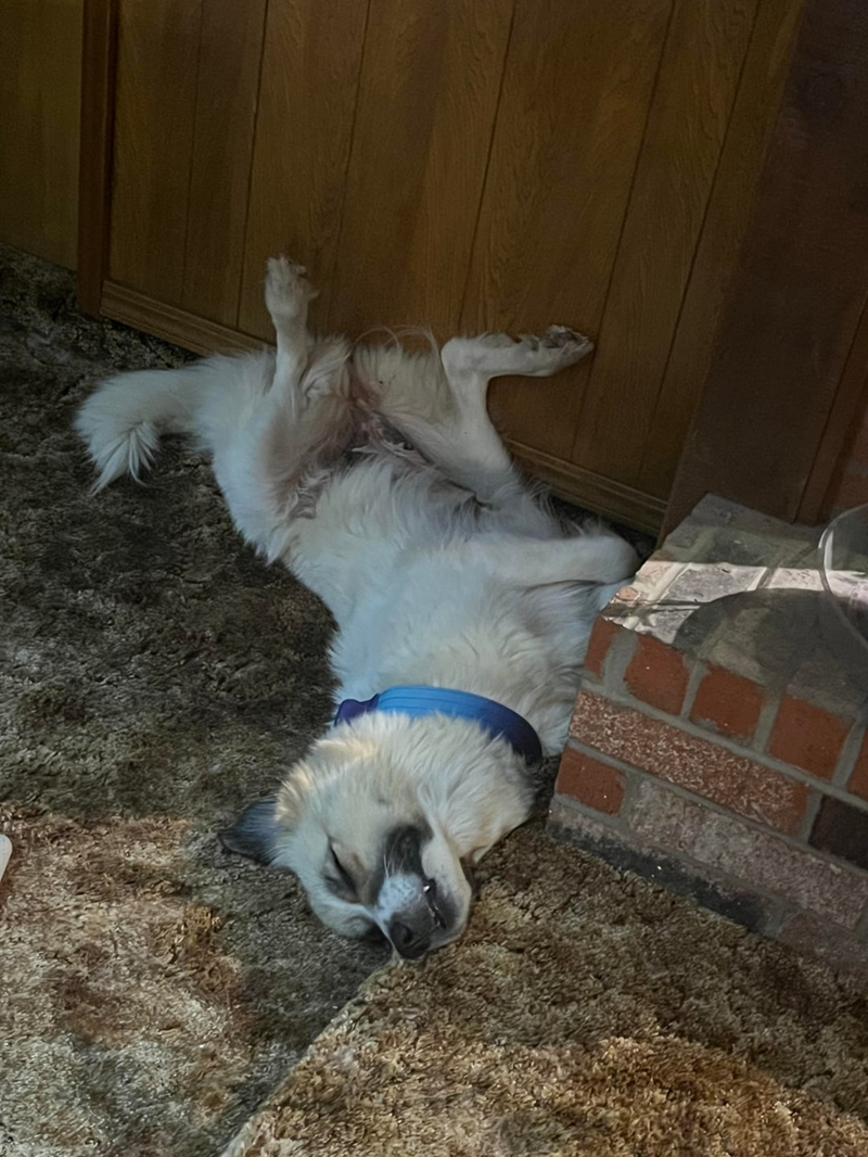 Cheezburger Image 10608738816