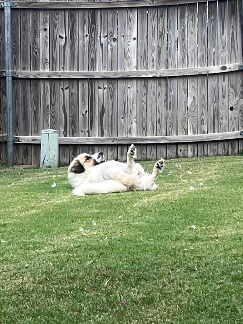 Cheezburger Image 10608739072