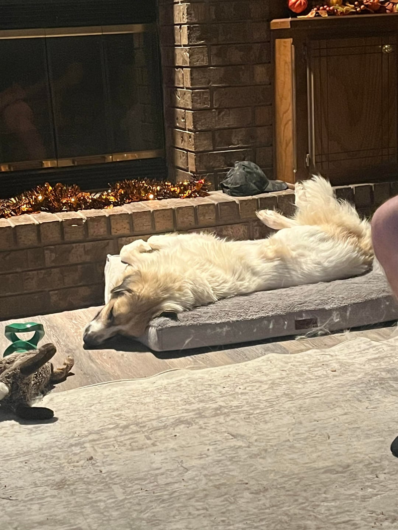 Cheezburger Image 10608739840