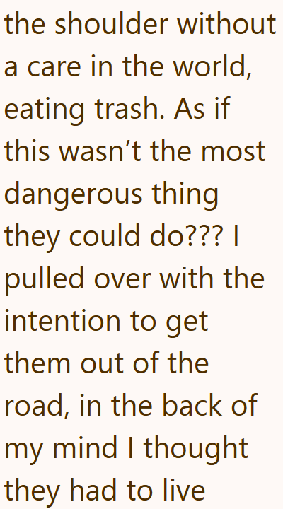 the shoulder without a care in the world, eating trash. As if this wasn't the most dangerous thing they could do??? | pulled over with the intention to get them out of the road, in the back of my mind I thought they had to live