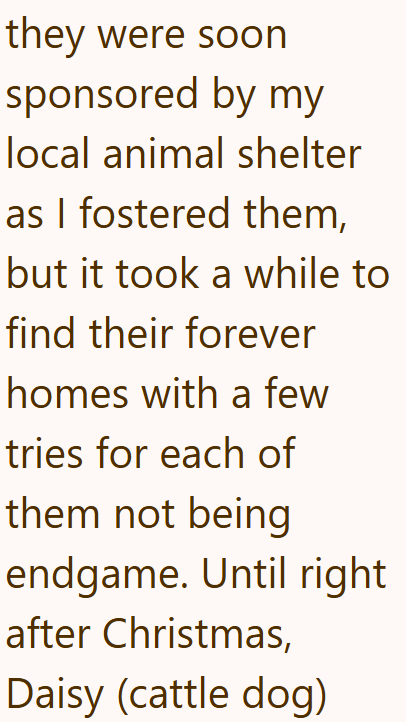 they were soon sponsored by my local animal shelter as I fostered them, but it took a while to find their forever homes with a few tries for each of them not being endgame. Until right after Christmas, Daisy (cattle dog)