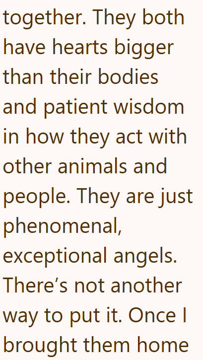 together. They both have hearts bigger than their bodies and patient wisdom in how they act with other animals and people. They are just phenomenal, exceptional angels. There's not another way to put it. Once I brought them home