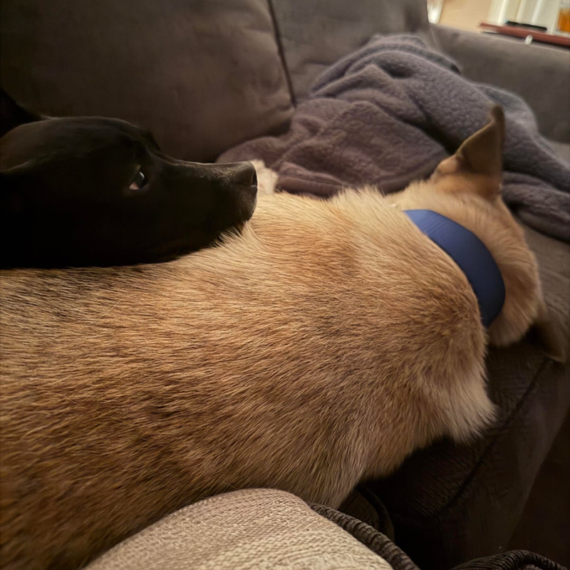 Cheezburger Image 10608756992