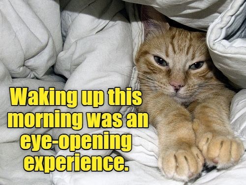 Cheezburger Image 10608786176