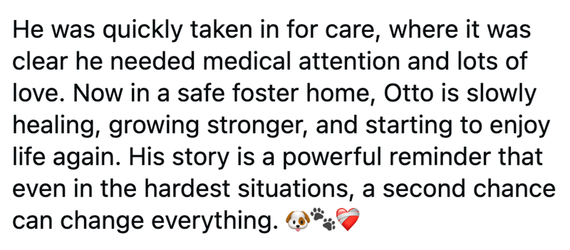 He was quickly taken in for care, where it was clear he needed medical attention and lots of love. Now in a safe foster home, Otto is slowly healing, growing stronger, and starting to enjoy life again. His story is a powerful reminder that even in the hardest situations, a second chance can change everything.