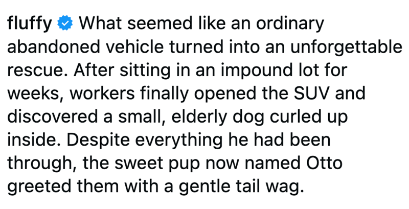fluffy What seemed like an ordinary abandoned vehicle turned into an unforgettable rescue. After sitting in an impound lot for weeks, workers finally opened the SUV and discovered a small, elderly dog curled up inside. Despite everything he had been through, the sweet pup now named Otto greeted them with a gentle tail wag.