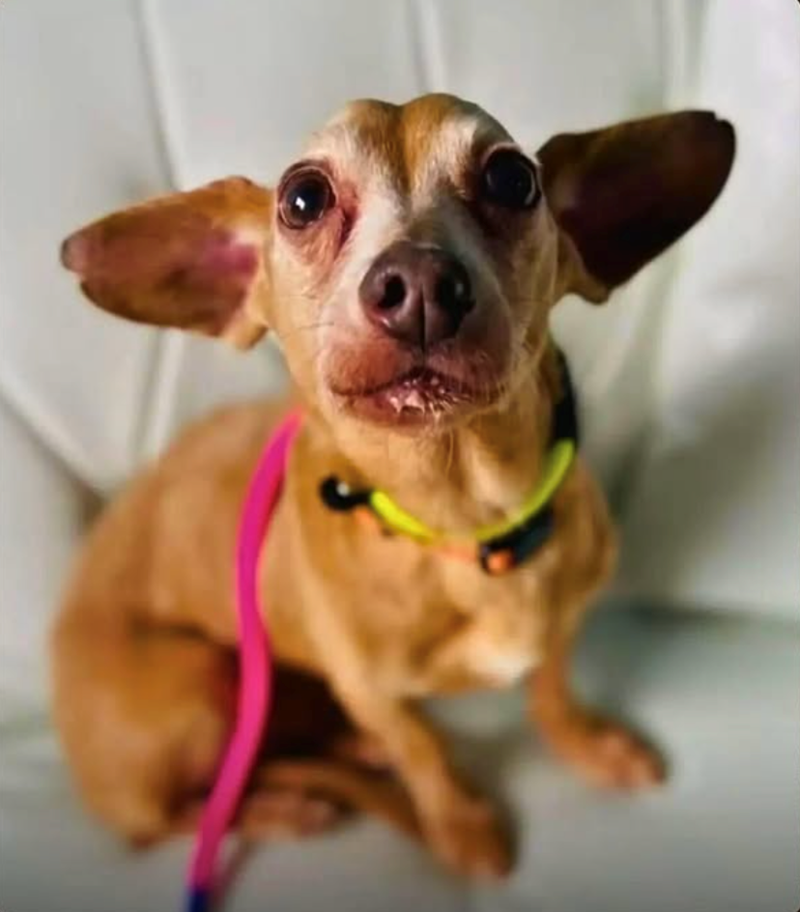 Cheezburger Image 10608837888