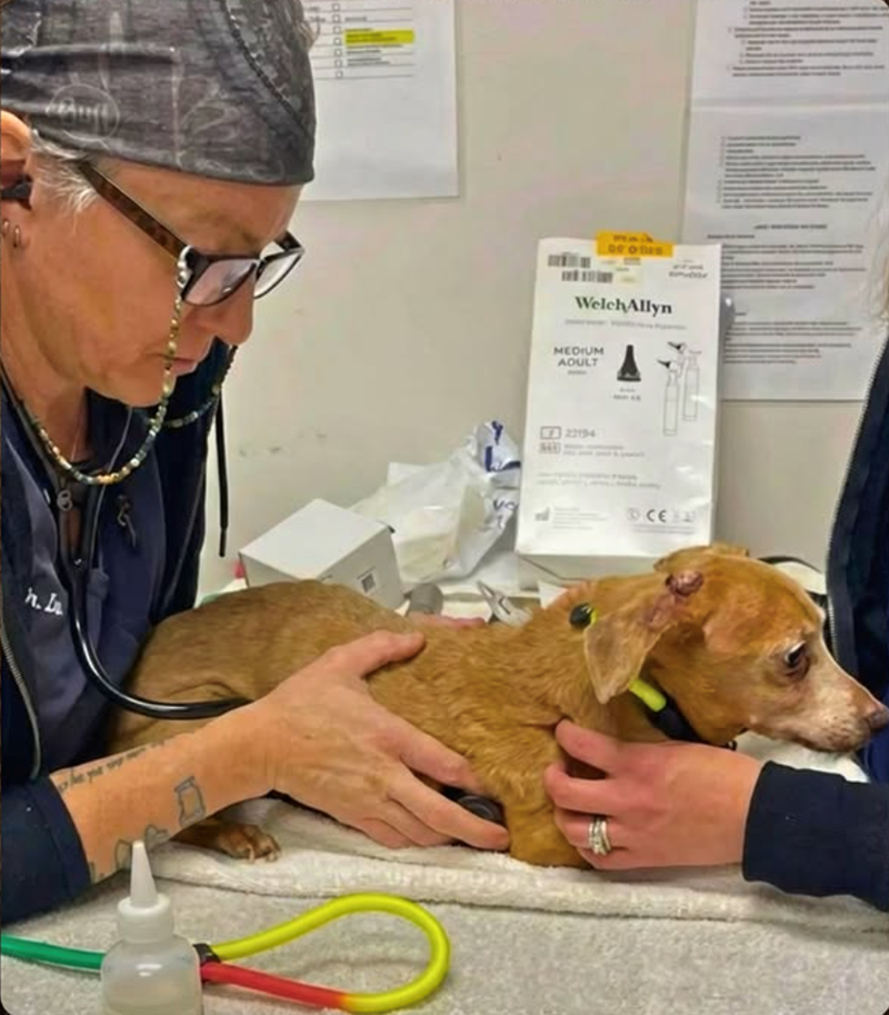 h.h addgood 9 Welch Allyn MEDIUM AOULT 22194